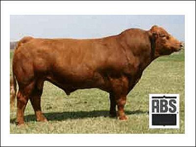 Seven M Livestock Ltd. 2013 Calves